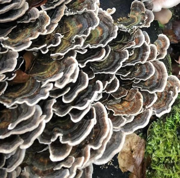 "Turkey tail mushroom benefits for cancer" "Turkey tail mushroom extract for immune system" "How to make turkey tail mushroom tea" "Turkey tail mushroom for gut health" "Turkey tail mushroom dosage for dogs" "Turkey tail mushroom supplements for health" "Best turkey tail mushroom supplements" "Where to buy turkey tail mushroom extract" "Turkey tail mushroom for inflammation" "Turkey tail mushroom for Lyme disease" "Turkey tail mushroom for HPV" "Turkey tail mushroom for virus" "Turkey tail mushroom for weight loss" "Turkey tail mushroom and chemotherapy" "Turkey tail mushroom for respiratory health" "Turkey tail mushroom for allergies" "Turkey tail mushroom for liver health" "Turkey tail mushroom for breast cancer" "Turkey tail mushroom for prostate cancer" "Turkey tail mushroom for mental health"